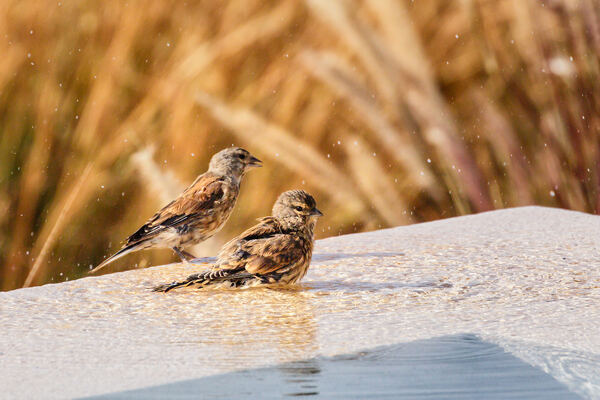 Birds at the water's edge