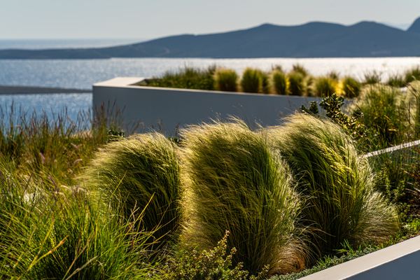 Hillside terrace wall with native grasses and sea view