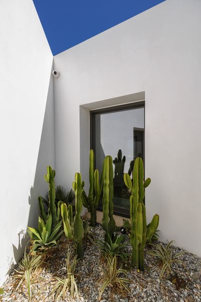 Cactus garden against the whitewashed wall